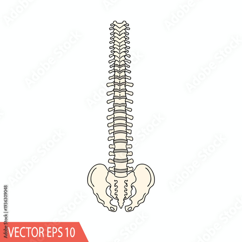 Detailed Illustration of Human Spine and Pelvic Bone for Medical and Educational Use