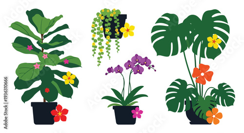 Assorted potted houseplants with vibrant flowers and lush green foliage
