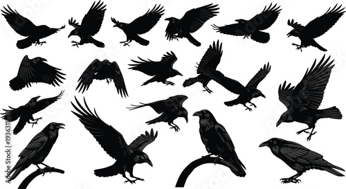 Raven silhouette collection, eighteen bird poses, flight and perched vector illustration design, wildlife graphics, feather art elements inspiration
