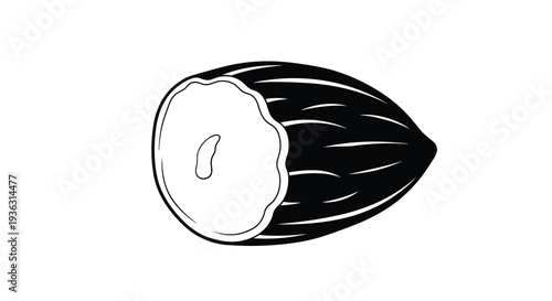 Black and white line drawing of a single cacao bean cut open to show the internal structure of the cocoa seed on a white background.