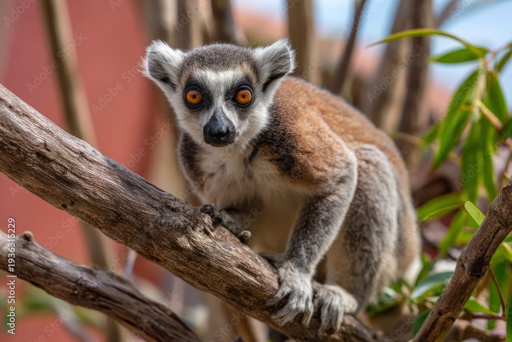 Obraz premium This captivating close-up captures a fascinating primate, distinctively marked with black and white facial fur and piercing amber eyes, as it confidently perches on a weathered tree branch. The animal