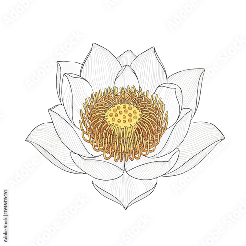 Beautiful White Lotus Flower in Water Garden for Nature and wellness Themes