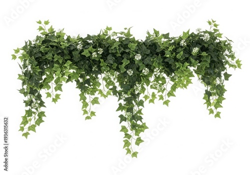 A lush and vibrant green ivy plant with delicate white flowers cascading down isolated on white background
