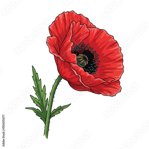 Beautiful Red Poppy Flower with Green Leaves for Nature and Floral Design