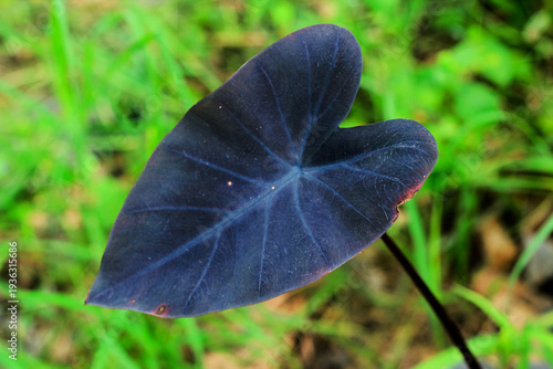 Plants with black leaves.