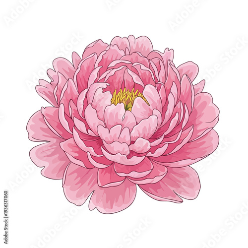 Beautiful Pink Peony Flower in Full Bloom for Floral and Nature Themes