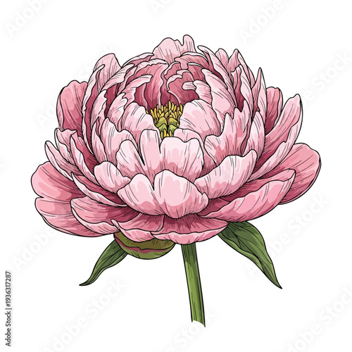 Beautiful Pink Peony Flower with Green Leaves for Floral Decor and Garden Design