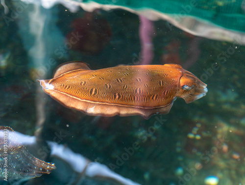 a red squid in water