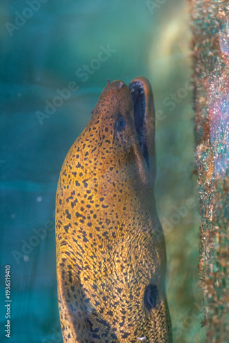 portrait of a sea eel swimming in the water