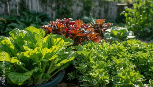 Close-up of fresh salad vegetables in vegetable garden. Green oak, red oak are grown in pot. Lactuca sativa is an annual plant of the family Asteraceae mostly grown as a leaf vegetable.
