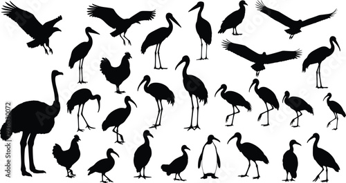 Silhouettes of diverse bird species in flight, standing, walking, ostrich, penguin, chicken, wading birds, birds of prey, vector illustration