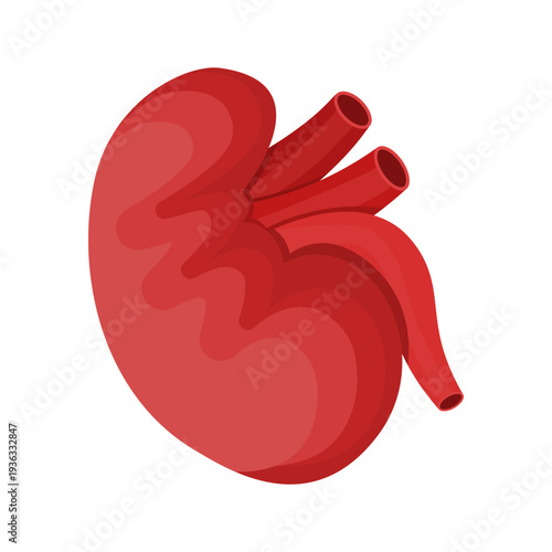 Illustration of human kidney, anatomy and organ health, urinary system concept, medical vector, flat design for education, healthcare, and biology projects.