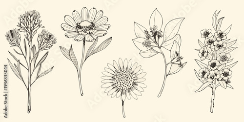 Vintage botanical illustration featuring various delicate wildflower sketches