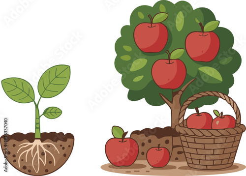 Apple tree growth stages vector illustration showing seedling roots soil mature fruit tree and harvested apples in basket organic farming and gardening concept