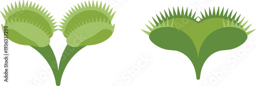 Illustrated Venus flytrap plant icons in green showing open and closed trap stages with spiky edges on stems, perfect for nature botany carnivorous plant designs and educational graphics.