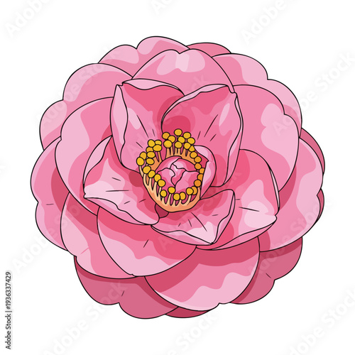 Beautiful Pink Camellia Flower in Full Bloom for Spring and Floral Design