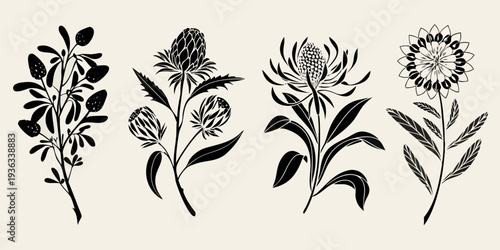 Photos Botanical illustration of four native australian wildflowers in silhouette
