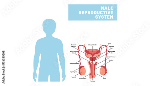 Male reproductive system illustration with labeled parts and human silhouette
