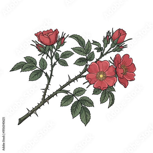 Decorative Botanical Illustration of a Ruby Rose Branch with Blossoms and Green Leaves