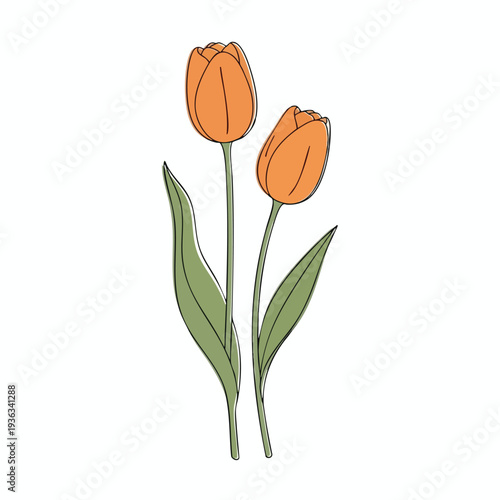 Beautiful Orange Tulips in Bloom Fresh Spring Flowers for Garden and Floral Arrangements