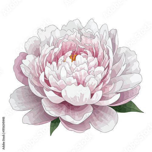 Beautiful Soft Pink Peony Flower in Full Bloom for Floral and Nature Themes