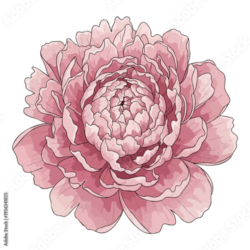 Beautiful Soft Pink Peony Flower in Full Bloom for Elegant Floral Design