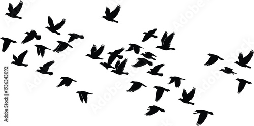 Black Bird Silhouette Vector Set Featuring Large Flock Of Pigeons And Doves In Flight With Various Wing Positions For Wildlife Nature Sky And Freedom Design