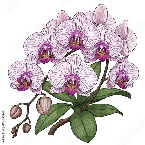 Beautiful Pink Orchid Flowers Illustration