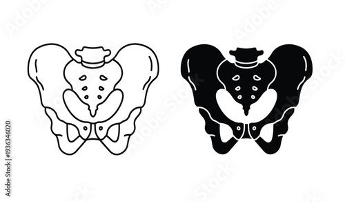 Human pelvis anatomy illustrations in line and silhouette styles for medical education and design use