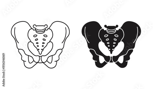 Human pelvis anatomy illustration with black and white line art