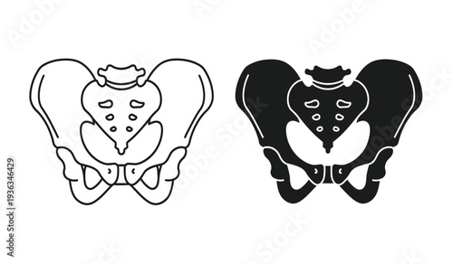 Human pelvis anatomy illustration with line and silhouette versions