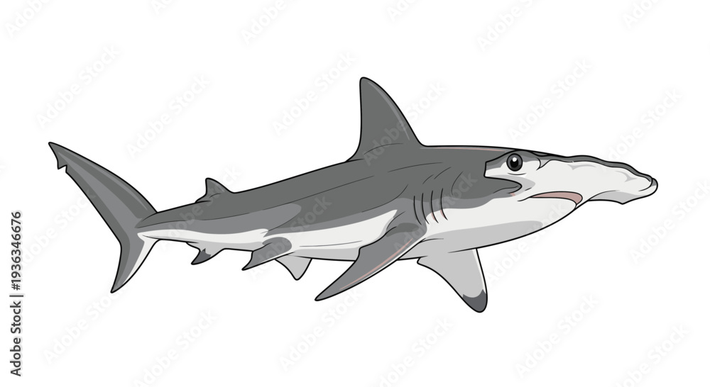 Fototapeta premium Hammerhead Shark Illustration - Marine Life, Ocean Predator