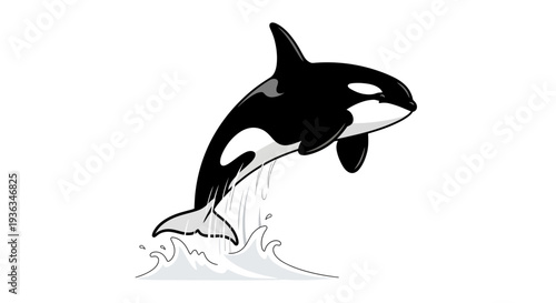 Jumping Killer Whale Orca Illustration