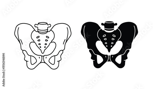 Vector illustration of human pelvis anatomy in black and white with line art style