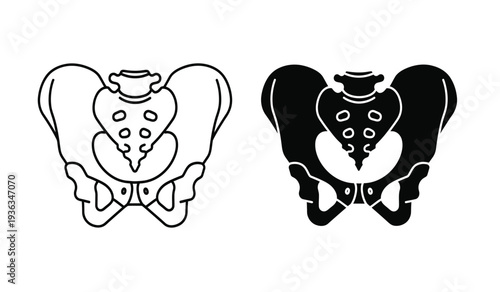 Human pelvis anatomy illustration with line and silhouette versions
