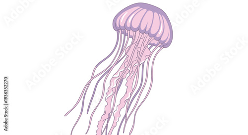 Pink Jellyfish Illustration - Underwater Marine Life