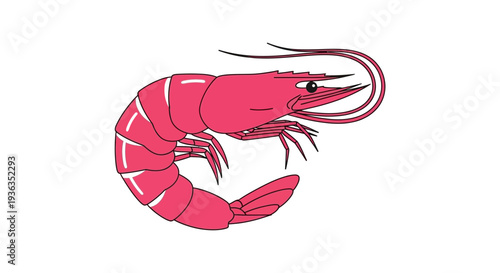 Pink Shrimp Illustration: Marine Life, Seafood Ingredient, Isolated on White