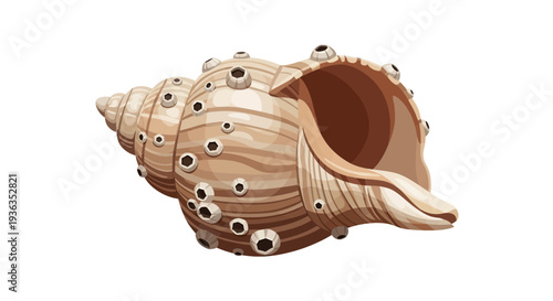 Seashell illustration: Whelk with barnacles, isolated on white background