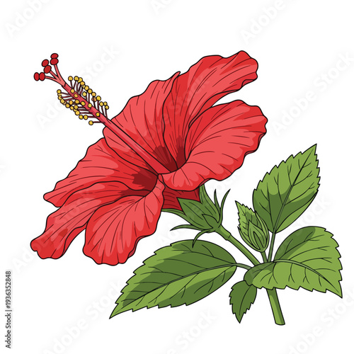 Beautiful Red Hibiscus Flower with Green Leaves for Nature and Gardening Themes