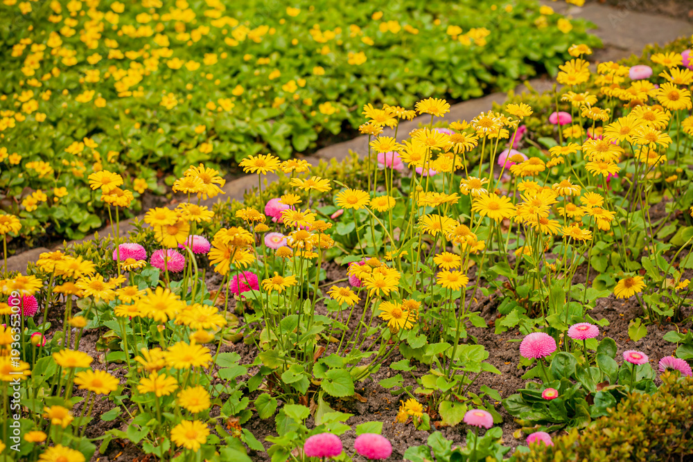Obraz premium Vibrant flowers blooming in a lively garden during a sunny spring day
