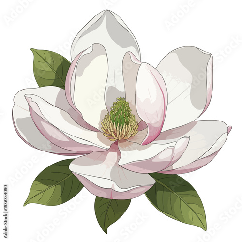 Elegant White Magnolia Flower with Green Leaves for Spring or Nature Themes