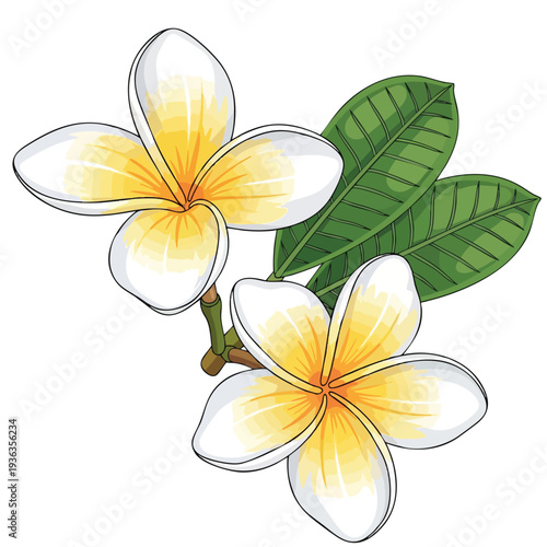 Beautiful Tropical Frangipani Flowers and Green Leaves for Nature and Floral Design