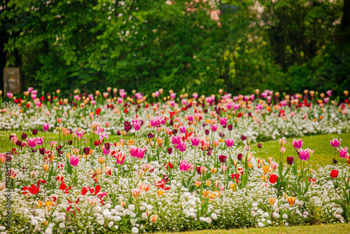 Colorful tulip garden blooms vibrantly under the warm sun amidst lush green surroundings