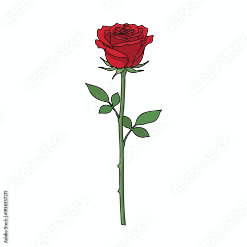 Close up of a Vibrant Red Rose with Green Leaves on a White Background