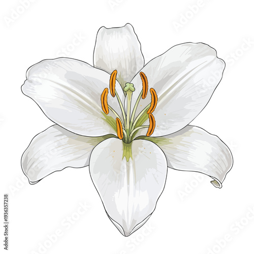 Close up of a Beautiful White Lily Flower for Botany and Floral Design