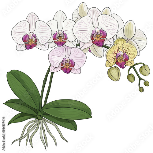 Beautiful White and Pink Orchid Flower Plant with Green Leaves and Root System