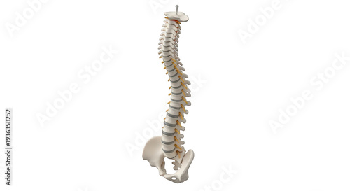 Human spine anatomy model with pelvis and lumbar vertebrae isolated on transparent background