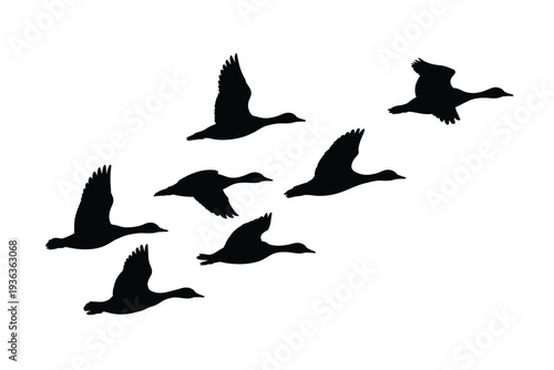 A flock of black silhouetted geese are dynamically flying across a white background