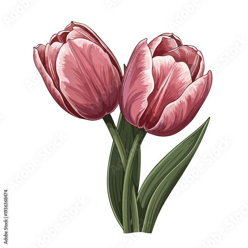Beautiful Pink Tulip Flower with Green Leaves for Spring and Garden Decor