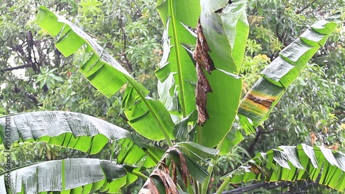 Motion of Banana tree leaves in the rain.